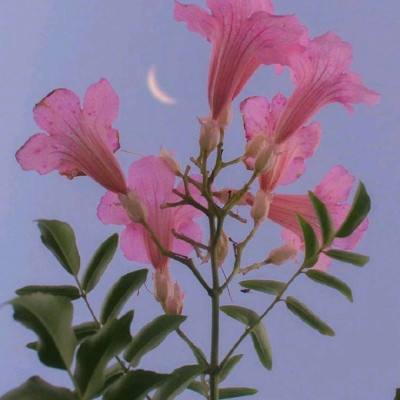 天天中彩票手机app下载